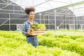 Young African American farmer worker inspects organic hydroponic plants with care and smiles happily: