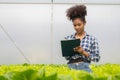 Young African American farmer worker inspects organic hydroponic plants with care and smiles happily: