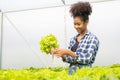 Young African American farmer worker inspects organic hydroponic plants with care and smiles happily: