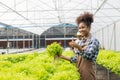 Young African American farmer worker inspects organic hydroponic plants with care and smiles happily: