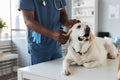Young African-American veterinarian in blue uniform examining sick dog Royalty Free Stock Photo