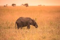 Young African Baby Elephant in the savannah of Serengeti at sunset. Acacia trees on the plains in Serengeti National Park, Royalty Free Stock Photo