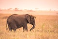 Young African Baby Elephant in the savannah of Serengeti at sunset. Acacia trees on the plains in Serengeti National Park, Royalty Free Stock Photo