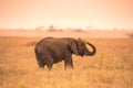 Young African Baby Elephant in the savannah of Serengeti at sunset. Acacia trees on the plains in Serengeti National Park, Royalty Free Stock Photo