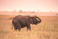 Young African Baby Elephant in the savannah of Serengeti at sunset. Acacia trees on the plains in Serengeti National Park,