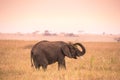 Young African Baby Elephant in the savannah of Serengeti at sunset. Acacia trees on the plains in Serengeti National Park, Royalty Free Stock Photo