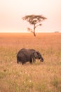 Young African Baby Elephant in the savannah of Serengeti at sunset. Acacia trees on the plains in Serengeti National Park, Royalty Free Stock Photo