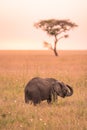 Young African Baby Elephant in the savannah of Serengeti at sunset. Acacia trees on the plains in Serengeti National Park,