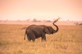 Young African Baby Elephant in the savannah of Serengeti at sunset. Acacia trees on the plains in Serengeti National Park,