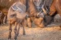 Young African buffalo calf standing in the grass Royalty Free Stock Photo