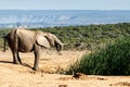 Young African Bush Elephant drinking water Royalty Free Stock Photo