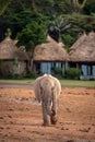 Young African bush elephant leaves lodge behind