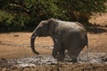 Young african bush elephant Loxodonta africana playing in mud. Royalty Free Stock Photo