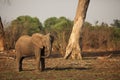 Young african bush elephant Loxodonta africana. Royalty Free Stock Photo