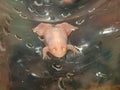 Young african clawed frog closeup Royalty Free Stock Photo