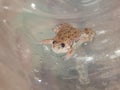 Young african clawed frog closeup II Royalty Free Stock Photo