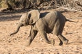 African Desert Elephant Royalty Free Stock Photo