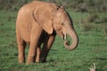 Young African Elephant Royalty Free Stock Photo