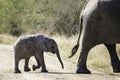 A young African Elephant calf follows closely behind its mother Royalty Free Stock Photo