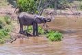 Young African Elephant Drinking From Mara River Royalty Free Stock Photo