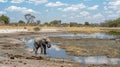 A young African elephant drinks water from a muddy pool in a savanna landscape Royalty Free Stock Photo