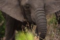 young African elephant eating grass Royalty Free Stock Photo