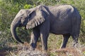 Juvenile african elephant feeding on a sweet thorn bush in the Western Cape Royalty Free Stock Photo