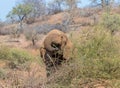 Young African elephant feeding on a thorn bush in the wilderness