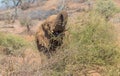 Young African elephant feeding on a thorn bush in the wilderness