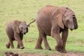 Young African Elephant Friends