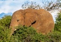 Young African elephant in the Okavango Delta, Botswana Royalty Free Stock Photo