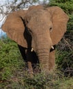Young African elephant in the Okavango Delta, Botswana Royalty Free Stock Photo