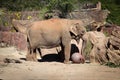 African Elephant Plays with a Ball Royalty Free Stock Photo