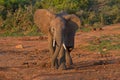 Young African Elephant ready to storm Royalty Free Stock Photo