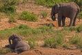 Young African Elephant resting 13678 Royalty Free Stock Photo