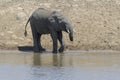 Young African elephant with snared trunk