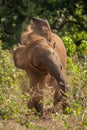 Young African elephant stands shaking earth off