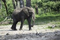 Young African Elephant Walking in Dusty Sand