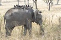 Young African Elephant Whose Back Is Full Of Birds And Feeds On