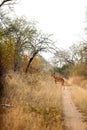 Female Ewe Nyala Buck in a South African wildlife reserve Royalty Free Stock Photo