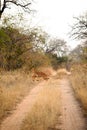 Female Ewe Nyala Buck in a South African wildlife reserve Royalty Free Stock Photo