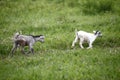 Young african goats running across the meadow