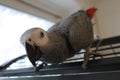 A young African Grey Parrot climbing down his cage