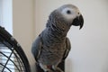 A young African Grey Parrot sitting on his cage door, his feathers are fluffed up. Royalty Free Stock Photo