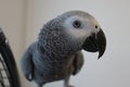 A young African Grey Parrot turning his head and looking at the camera Royalty Free Stock Photo