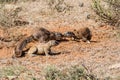 Ground Squirrels Playing