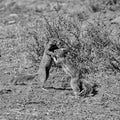 Ground Squirrels Playing