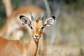 Young African Impala Royalty Free Stock Photo