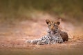 Young African Leopard, Panthera pardus shortidgei, Hwange National Park, Zimbabwe. Beautiful wild cat sitting on the gravel road i