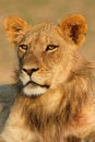 Young African lion Royalty Free Stock Photo